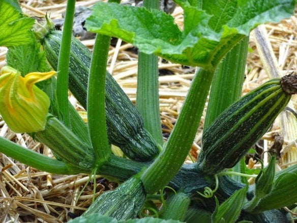 Costata Romanesco Zucchini Seeds for Planting – Heirloom Non-GMO Ribbed Italian Summer Squash – Organic Garden Seeds, High Germination