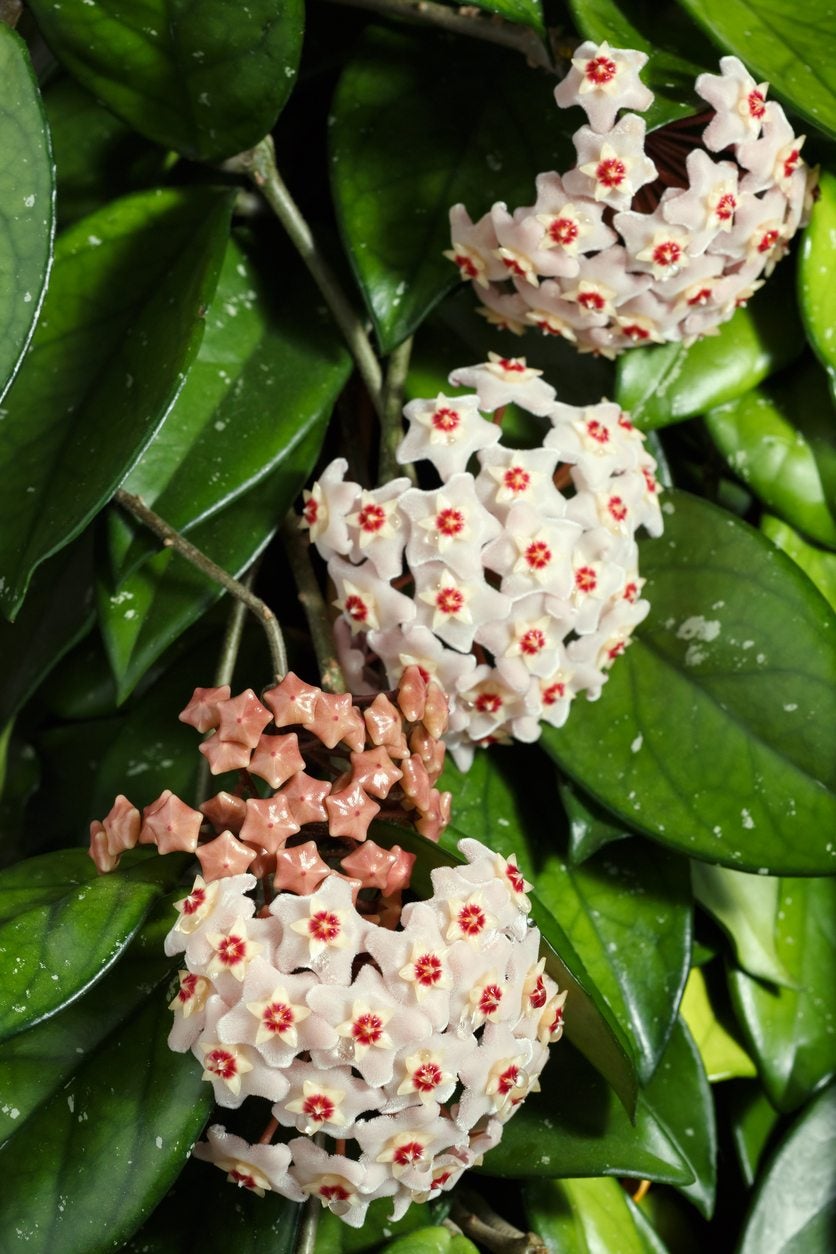 Canossa Flower Seeds for Planting – Heirloom Non-GMO, High Germination Organic Garden Seeds