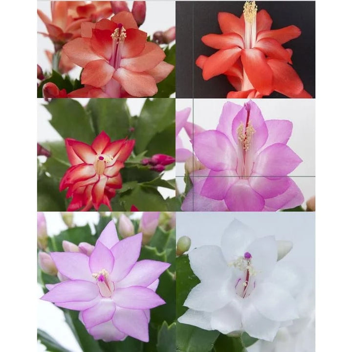 Rainbow Schlumbergera Zygocactus Seeds for Planting – Heirloom, Non-GMO, High Germination Organic Garden Seeds