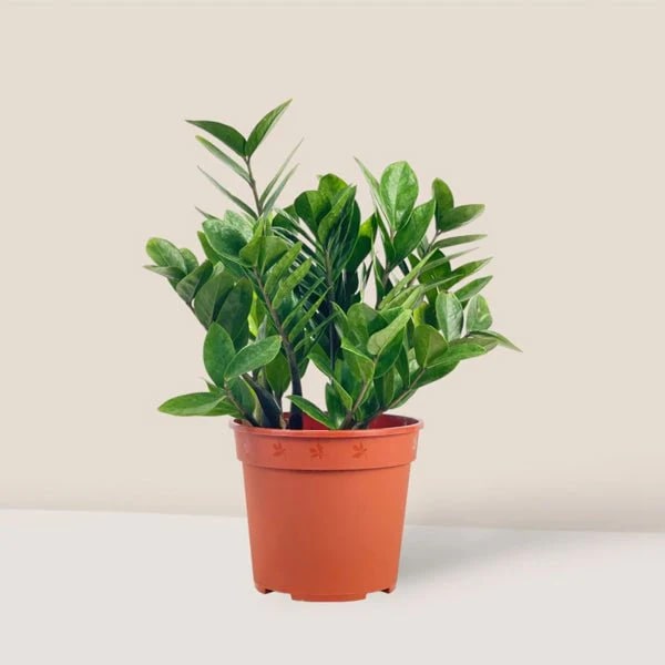 Zamioculcas Seeds for Planting – Seasonal Bloomer, Heirloom, Non-GMO, High Germination Organic Garden Seeds